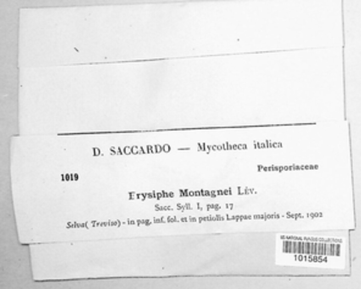 Erysiphe montagnei image